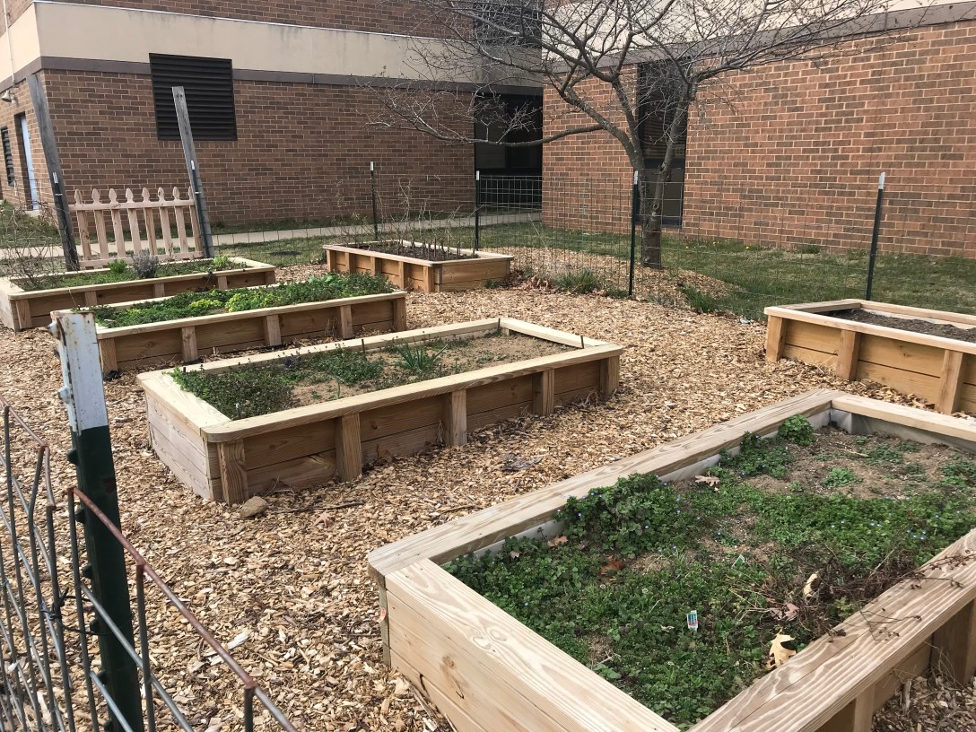 Raised wooden garden beds with green herbs surrounded by wood chips and a wire fence. Outside the fence stands a bare tree and a brick building.