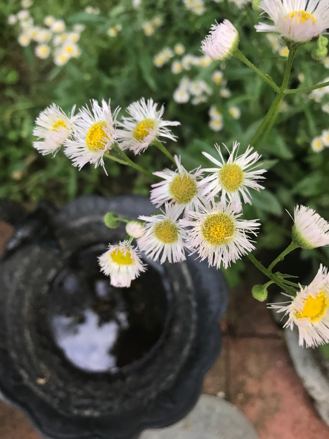 A white wildflower with a yellow center growing around a birdbath on a red tile patio blurred in the background.