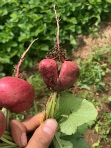 A hand holding up a radish in the shape of a heart, with a spherical radish beside it.